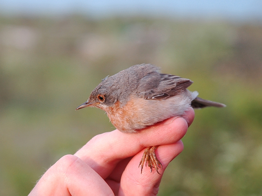 Subalpine Warbler, Sundre 20070522